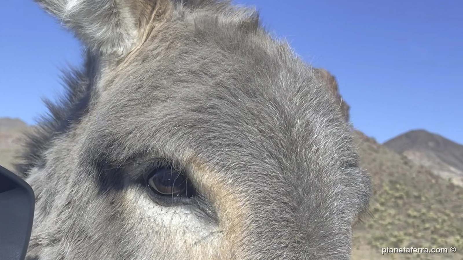 Un asino di Oatman, sulla Route 66, che si affaccia al finestrino dell'auto, a febbraio 2022