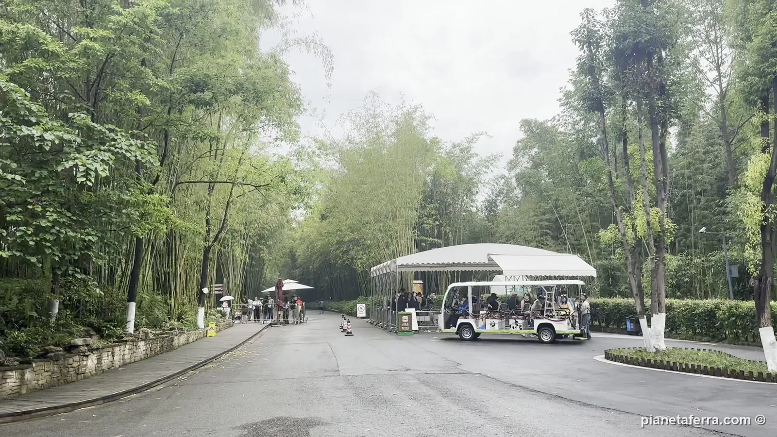 La navetta elettrica interna tra i viali di bambù della base dei panda di Chengdu, a maggio 2024
