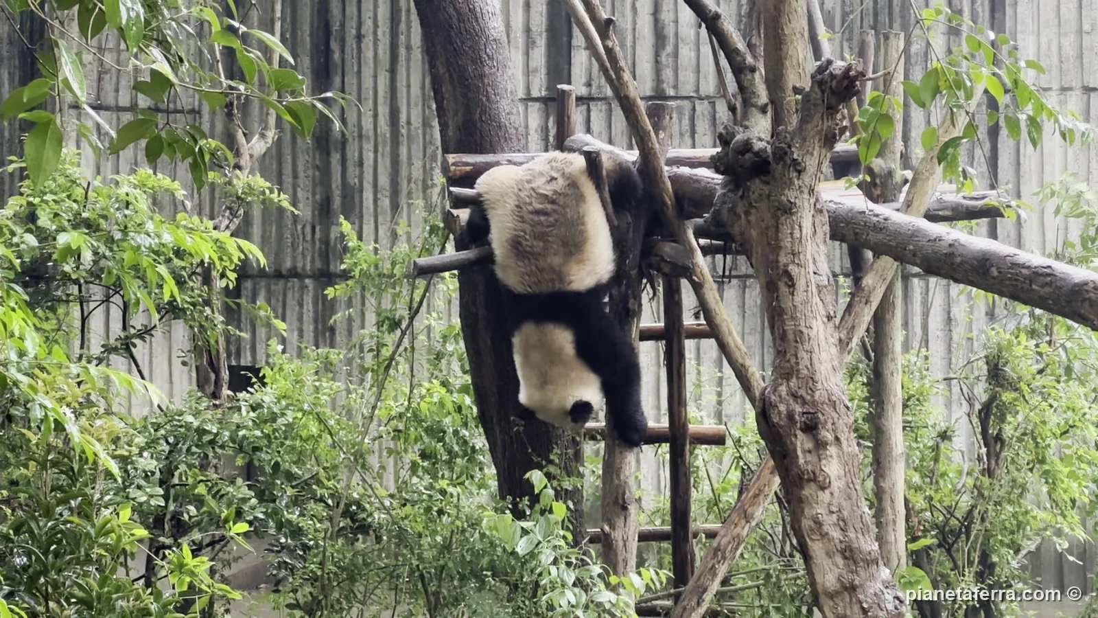 Un panda gigante arrampicato su un albero alla base di Chengdu, a maggio 2024