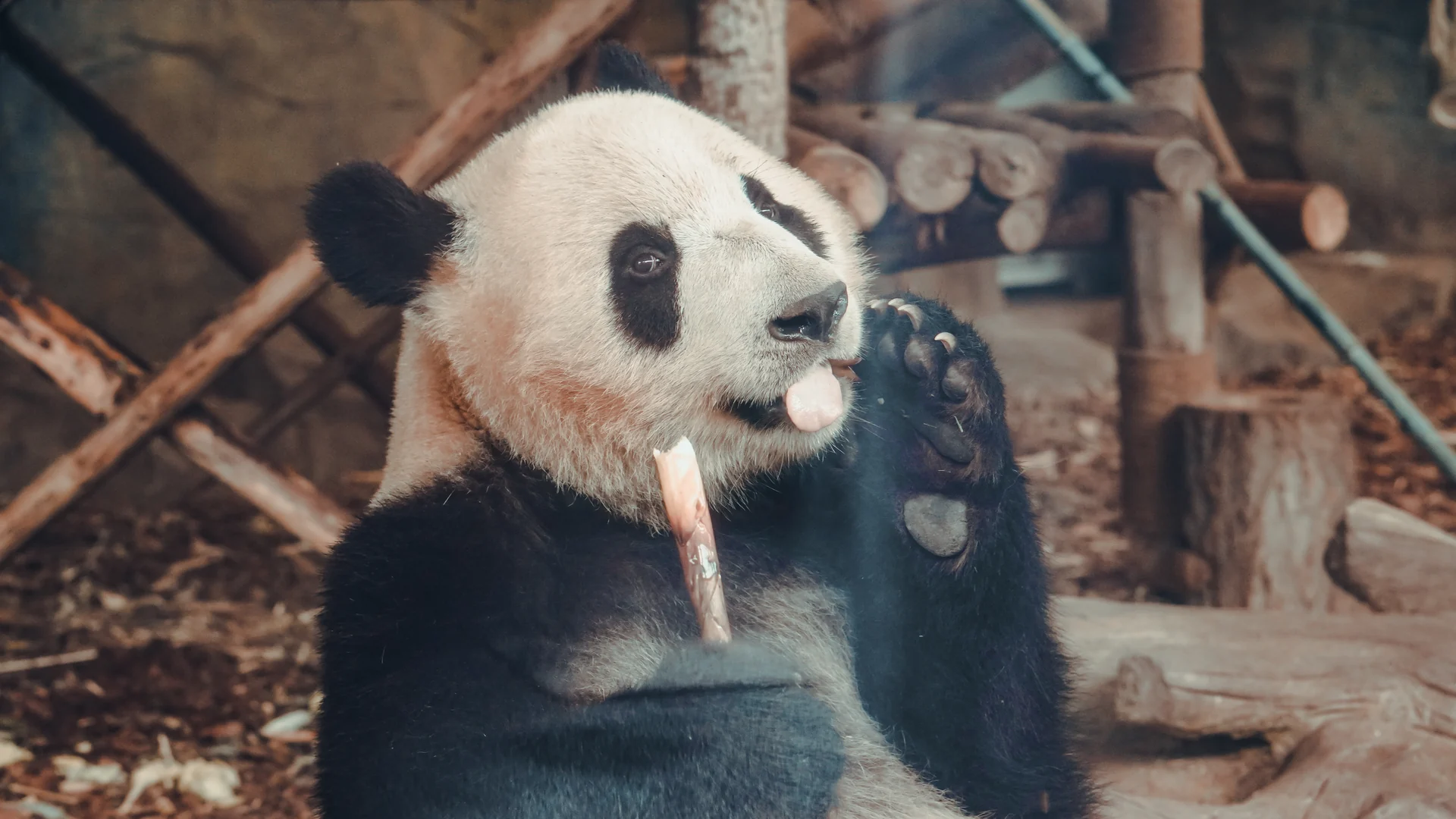 Panda di Chengdu: come visitare la base di ricerca, biglietti, orari e a che ora andare