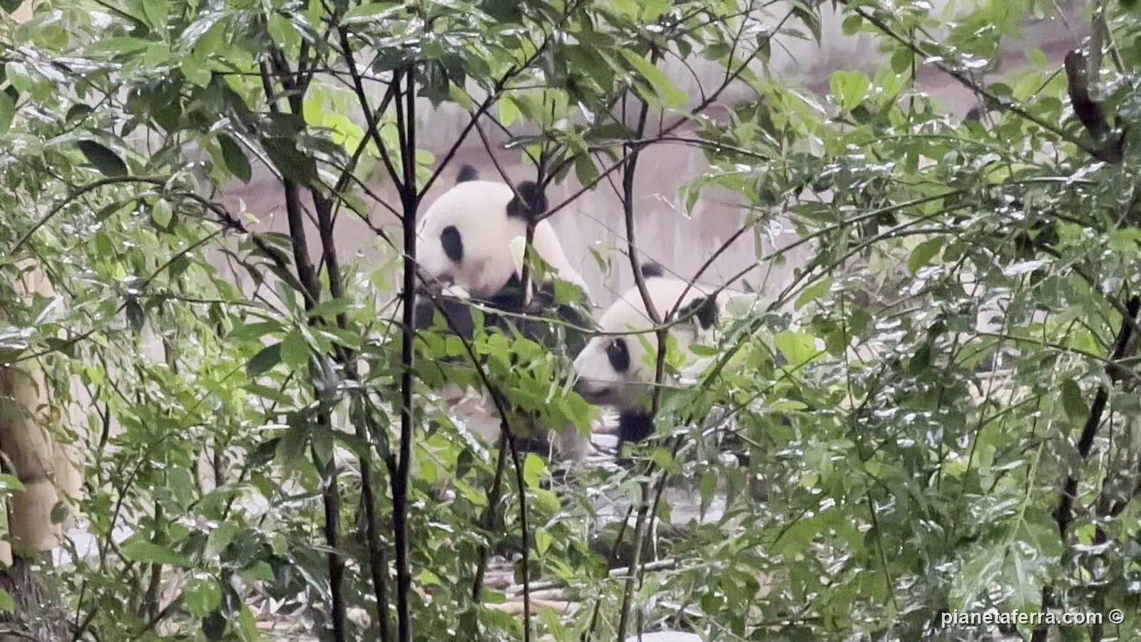 Un panda gigante che mangia bambù tra i cespugli alla base di Chengdu, a metà mattina, a maggio 2024