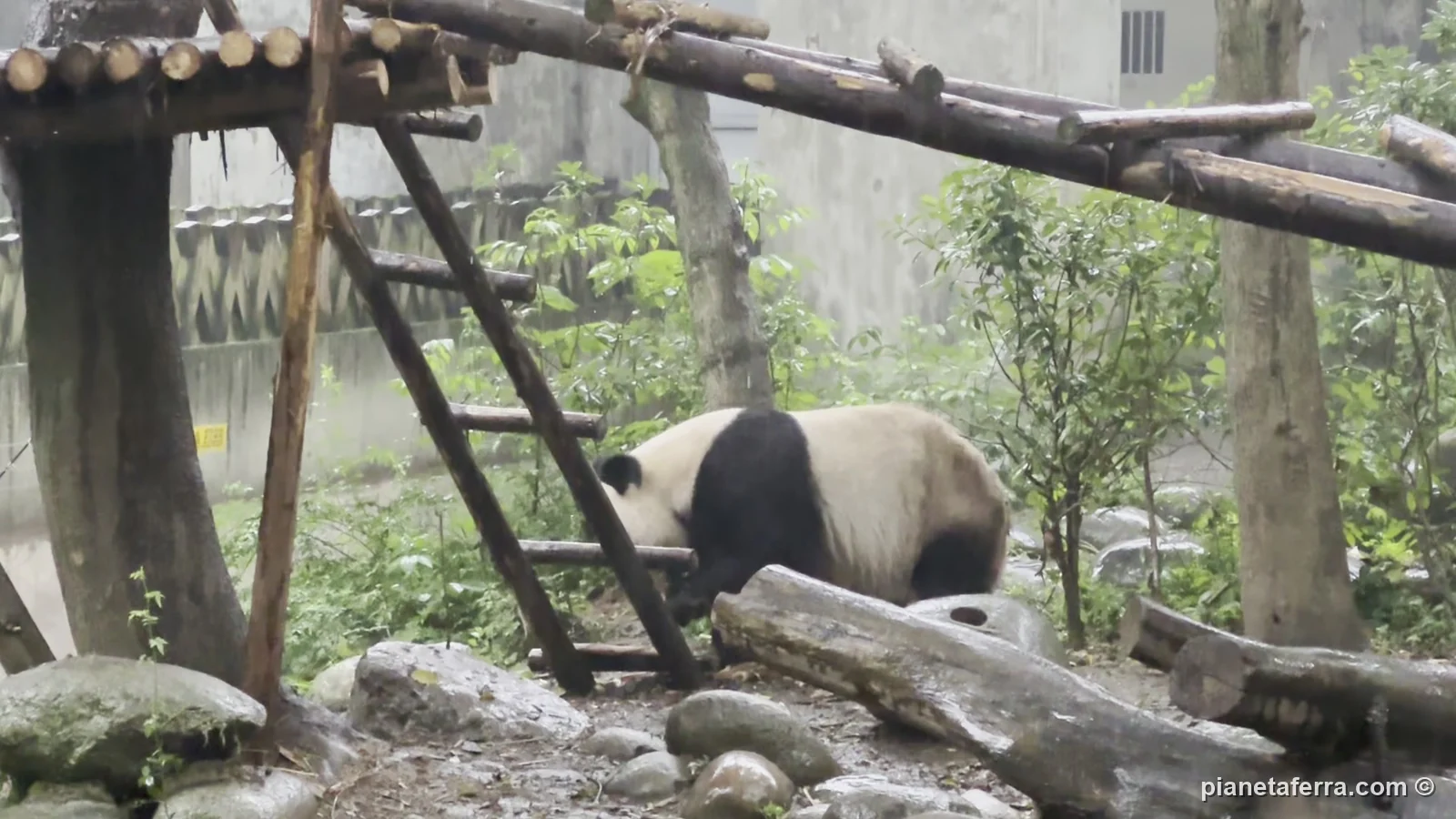 Un panda gigante su una piattaforma di legno in un recinto della base di Chengdu, a maggio 2024