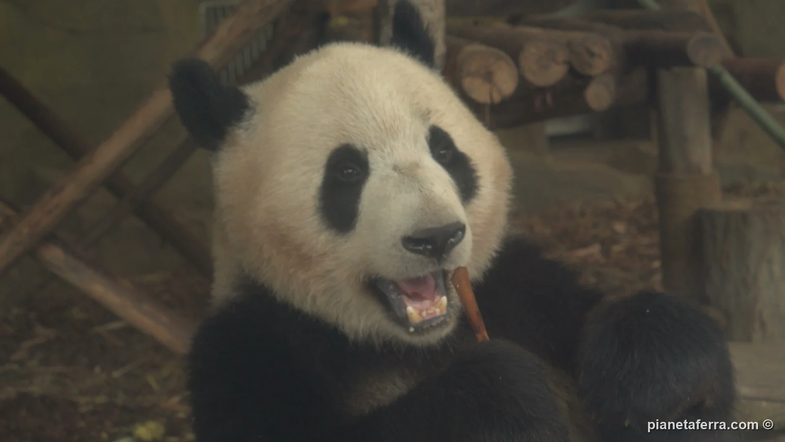 Un panda gigante in primo piano mentre mangia, alla base di ricerca di Chengdu, a maggio 2024