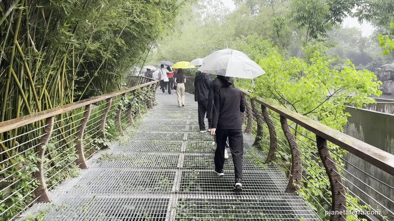 Una passerella tra i bambù alla base dei panda di Chengdu, sotto la pioggia, a maggio 2024