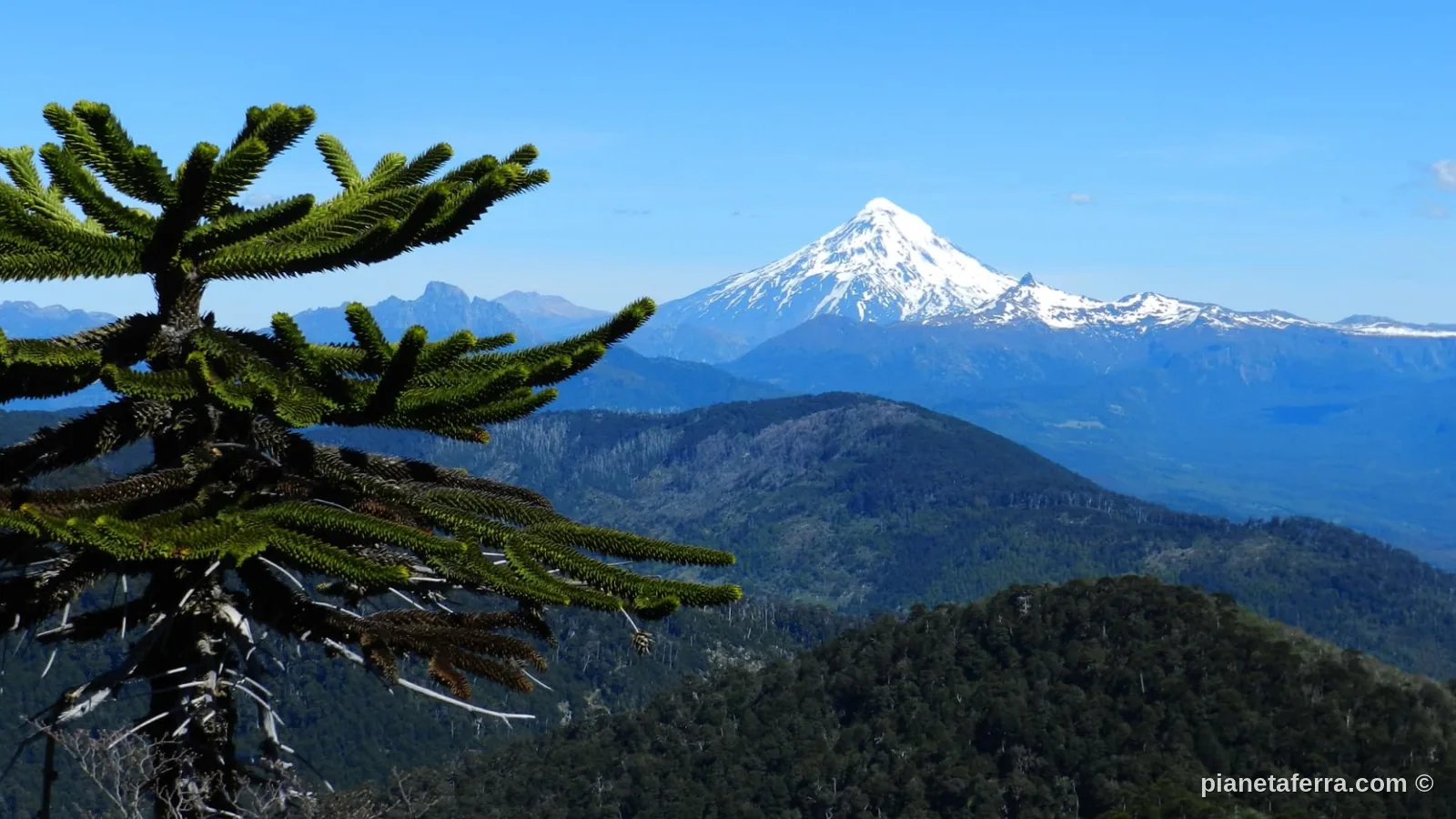 Il vulcano Villarrica visto dal bosco di araucarie vicino a Pucón