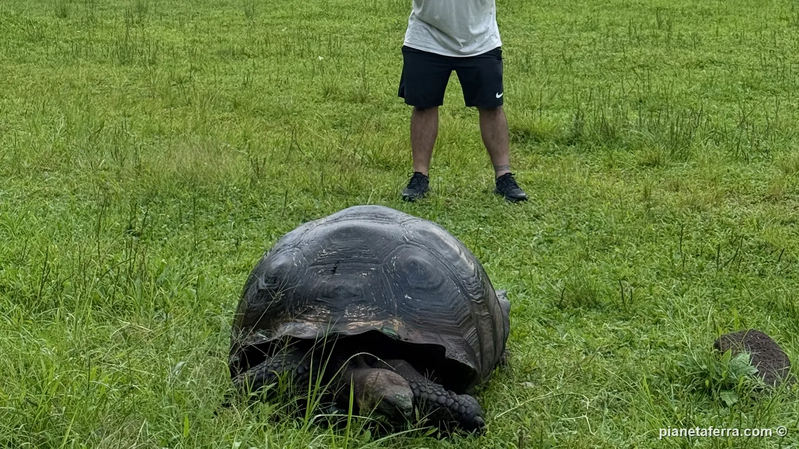 Luca con una tartaruga gigante negli altopiani di Santa Cruz, nel 2026