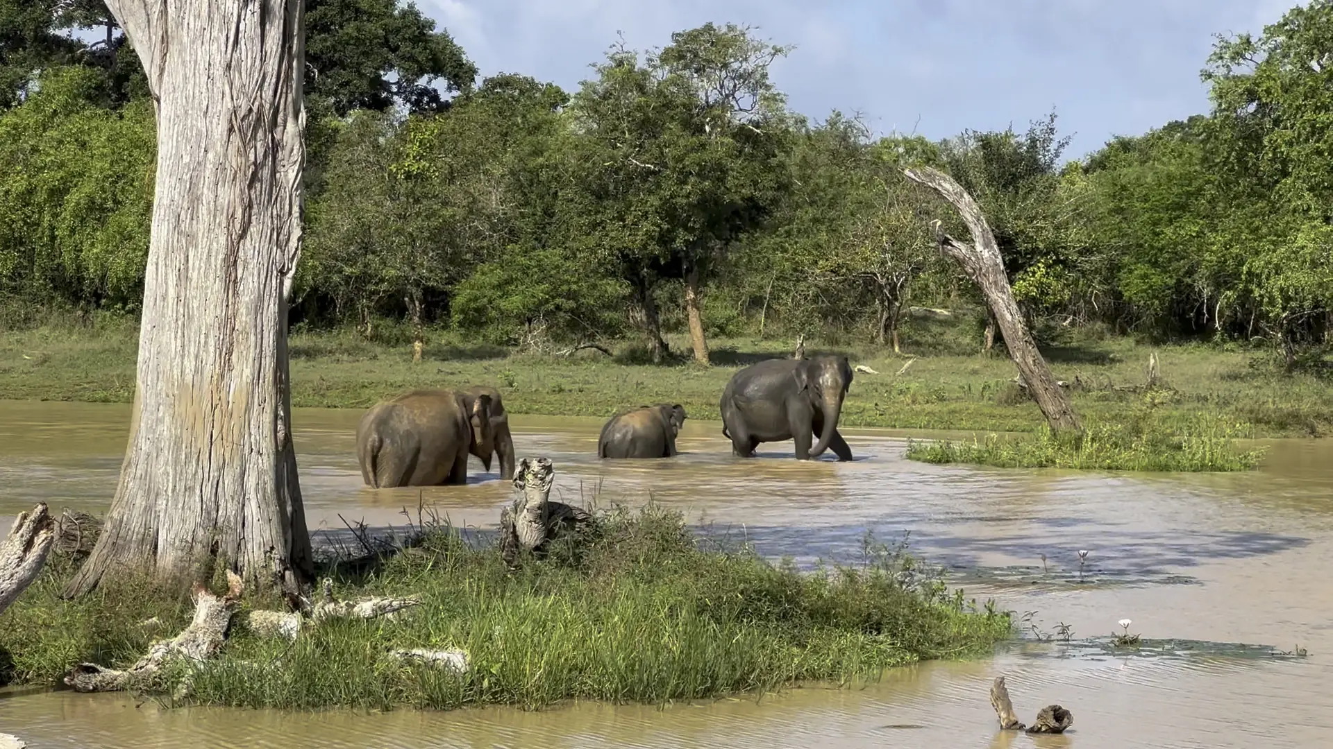 Safari in Sri Lanka: quale parco scegliere tra Yala, Udawalawe, Wilpattu e Minneriya, e quanto costa davvero
