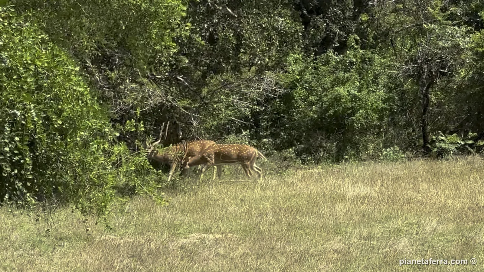 Due cervi pomellati ai margini del bosco nello Yala National Park, a giugno 2024