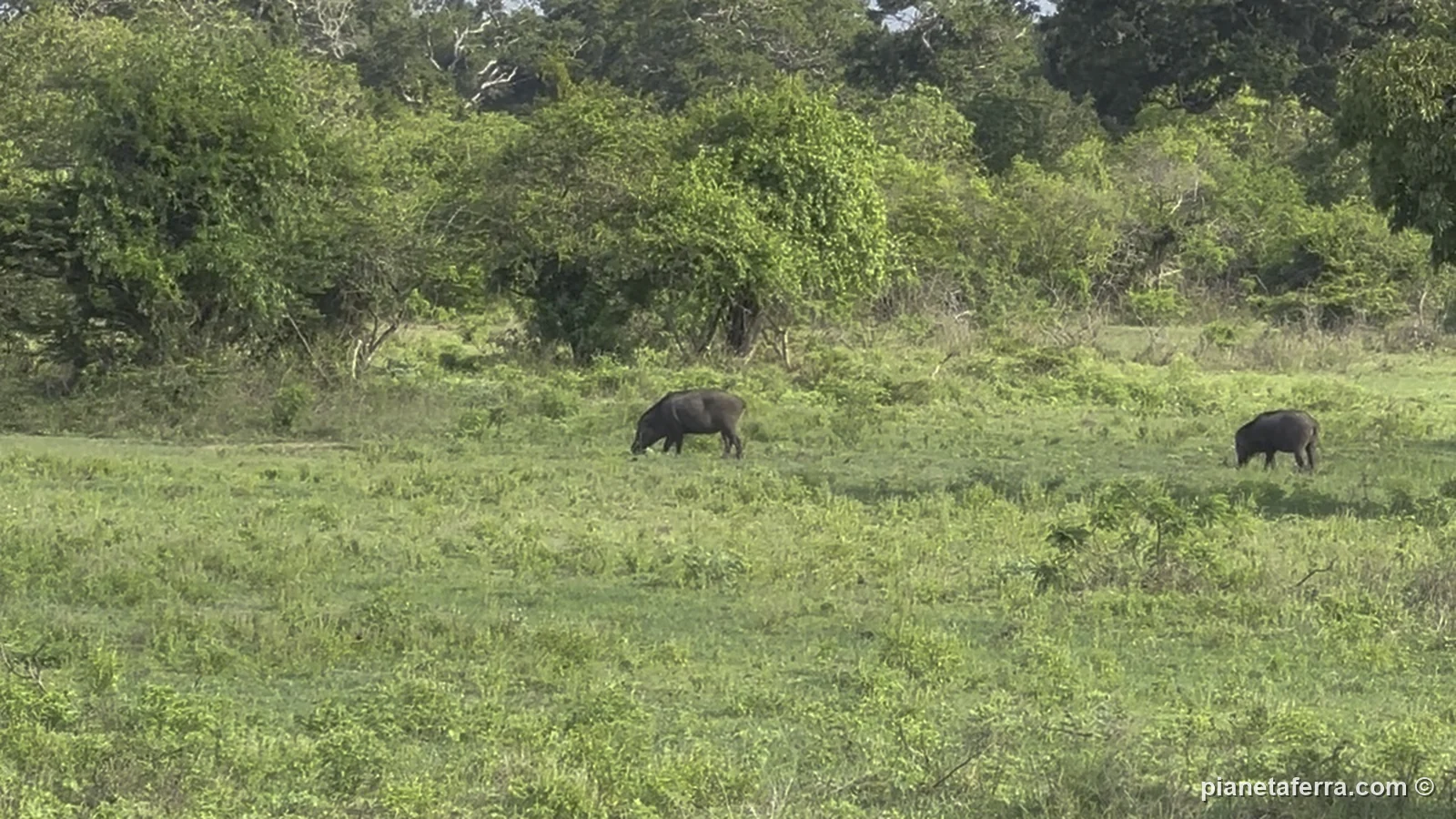 Due cinghiali al pascolo nelle praterie di Yala durante il safari del mattino, a giugno 2024