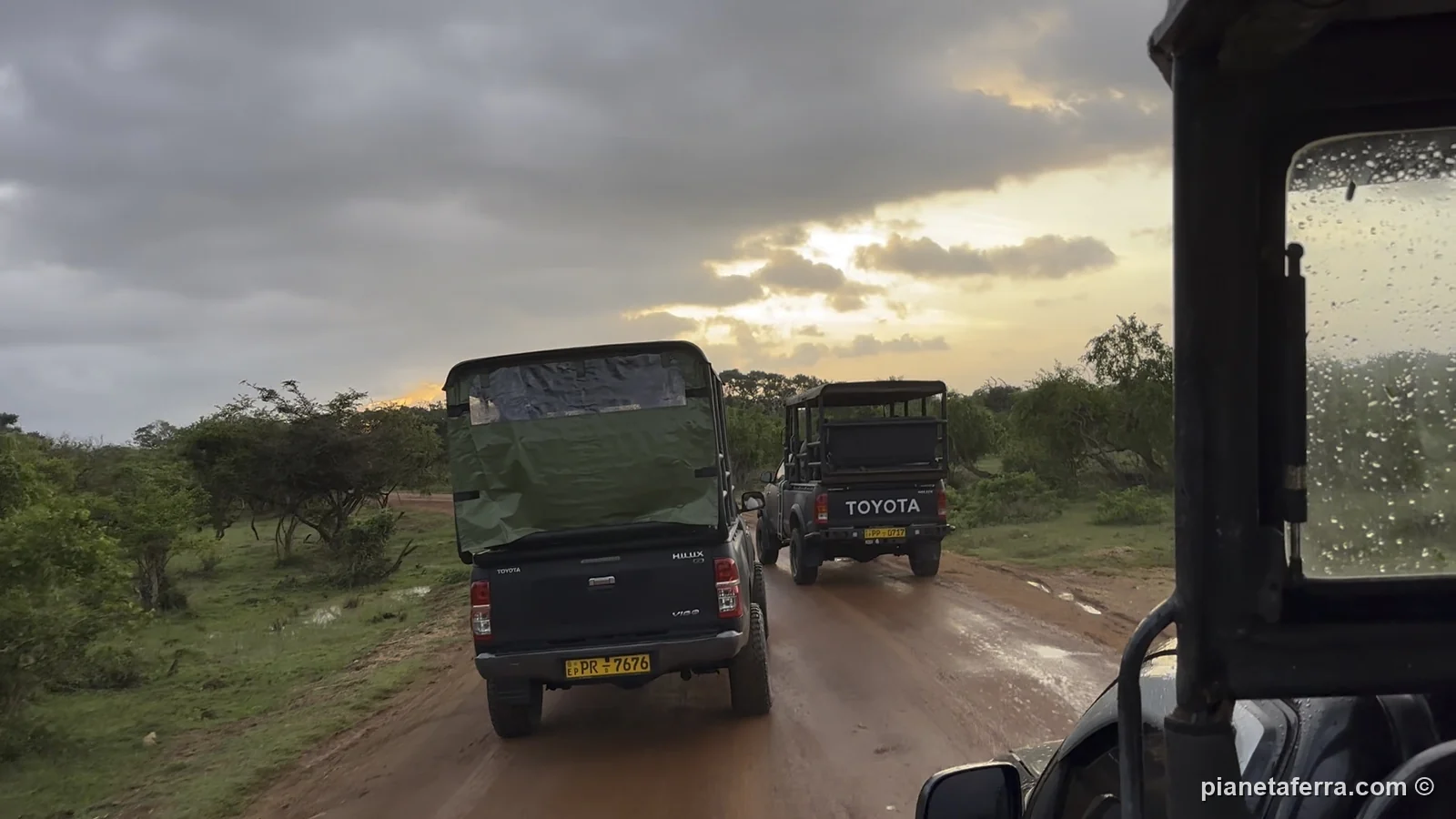 Le jeep in fila sulla pista rossa di Yala all'alba, dopo l'ingresso di Palatupana, a giugno 2024