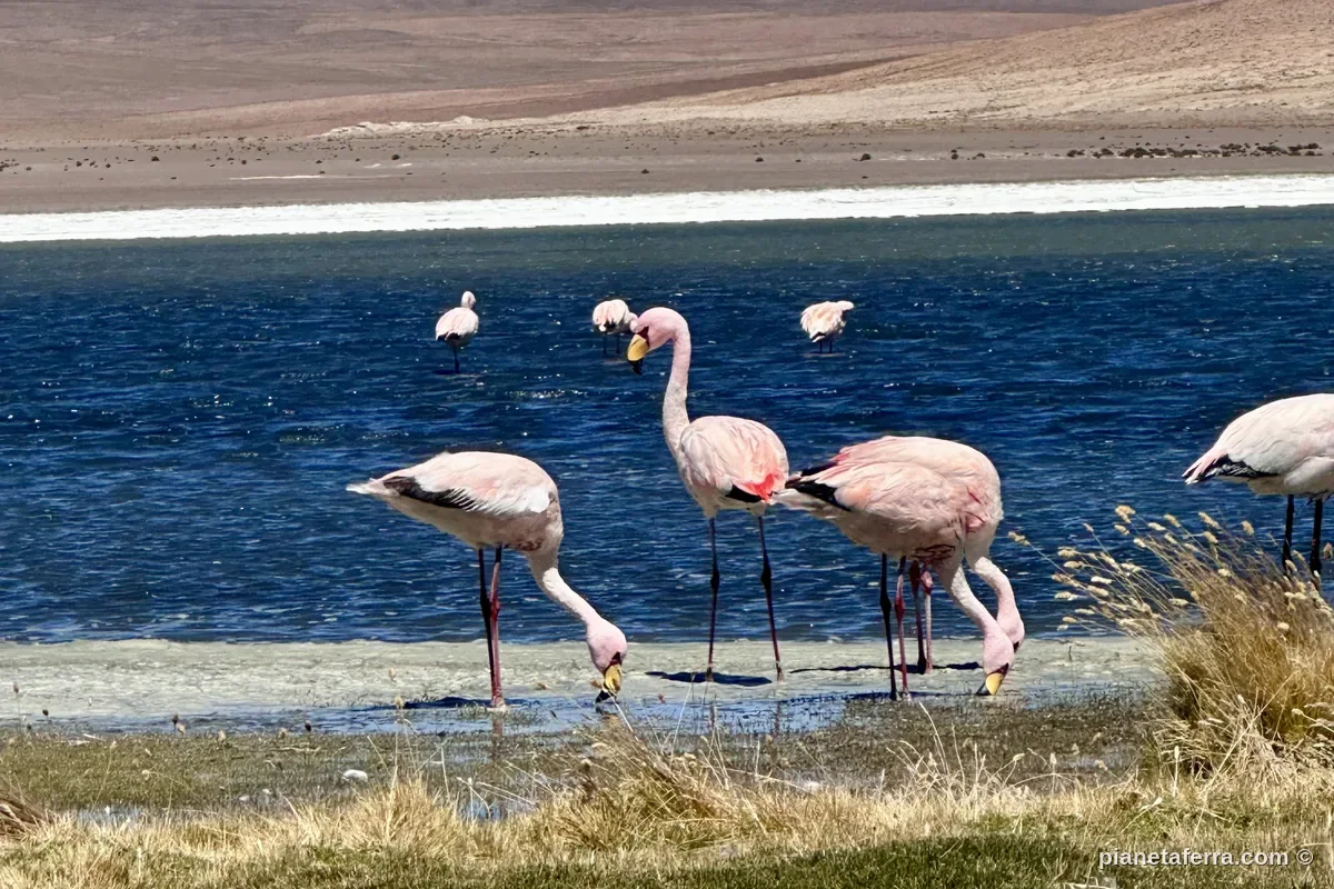Fenicotteri rosa in una laguna dell'altopiano boliviano lungo il tour del Salar de Uyuni