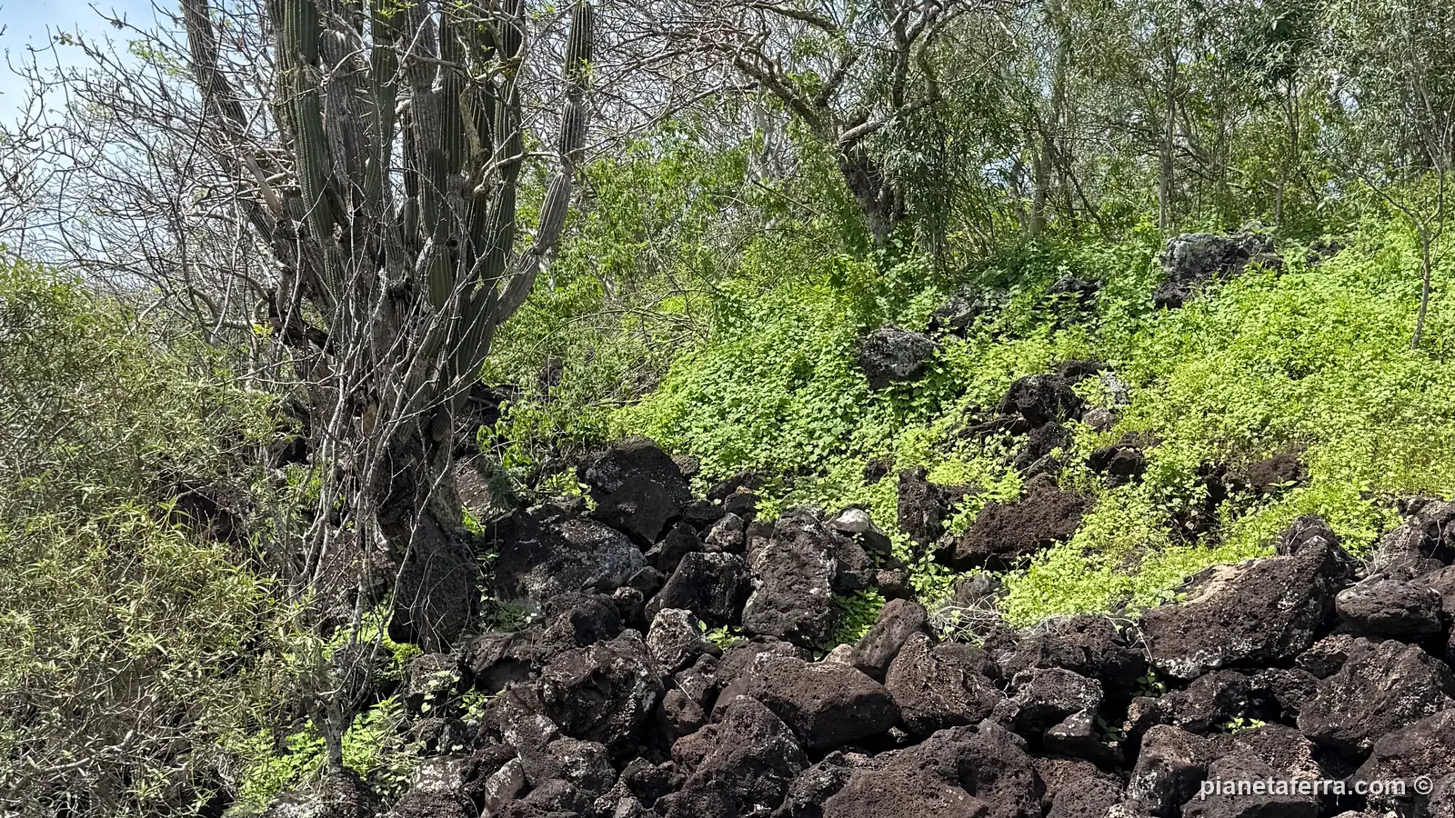 Il sentiero tra cactus e rocce laviche verso Cerro Tijeretas, ad aprile 2025