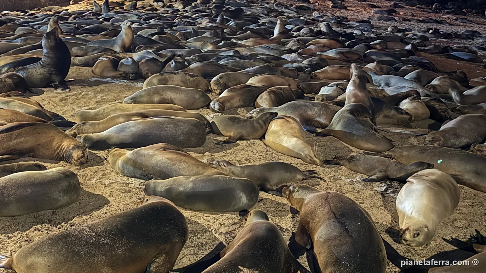Decine di leoni marini che dormono sulla spiaggia del Malecón di Puerto Baquerizo Moreno, di sera, a marzo 2026