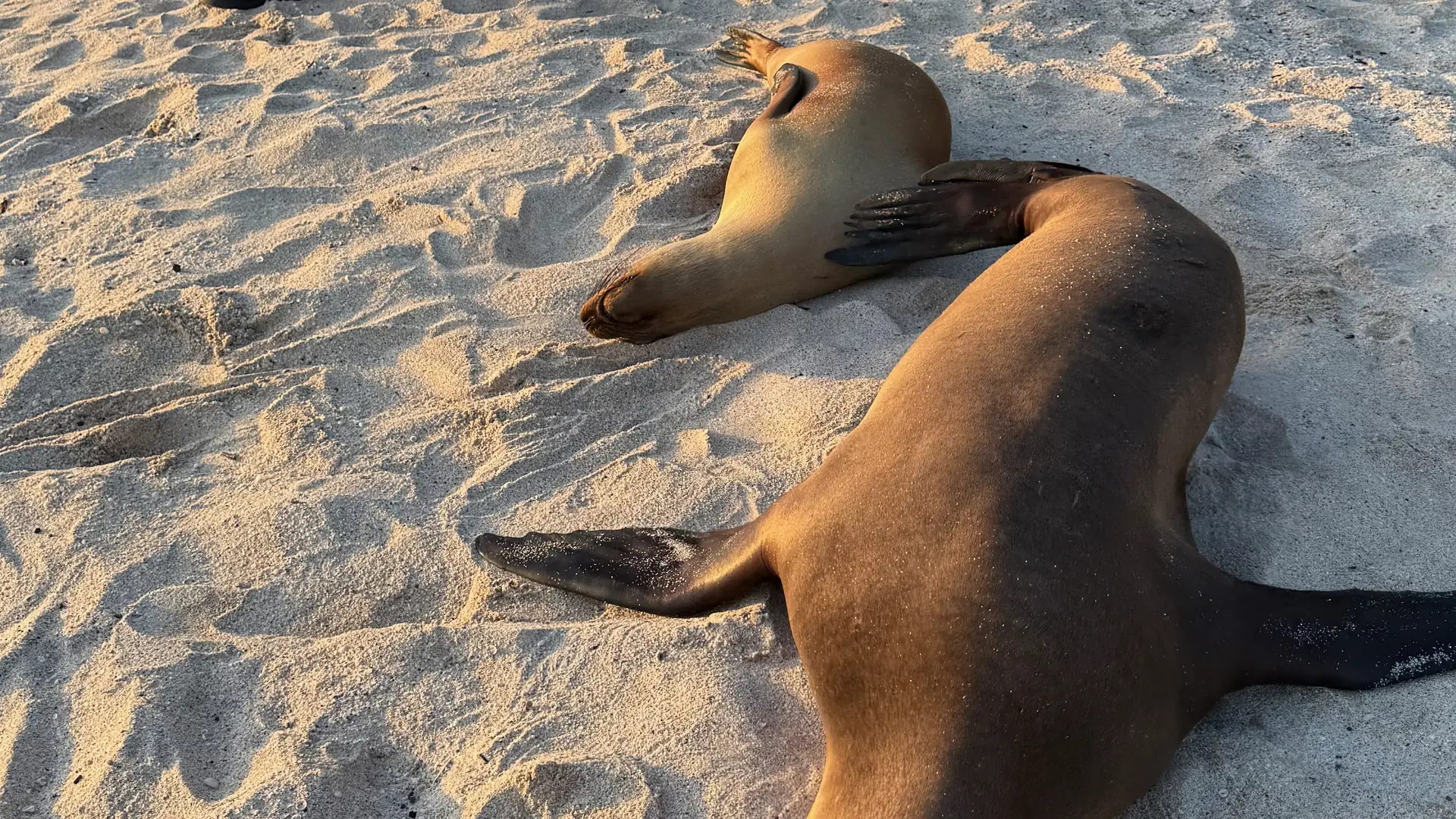 San Cristóbal, Galápagos: cosa vedere a piedi, sugli altopiani e in barca