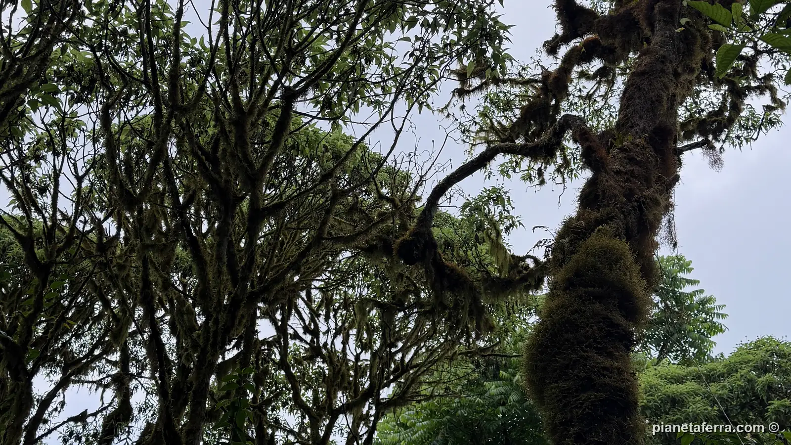 La foresta di Scalesia sugli altopiani di Santa Cruz, vicino a Los Gemelos, a marzo 2026