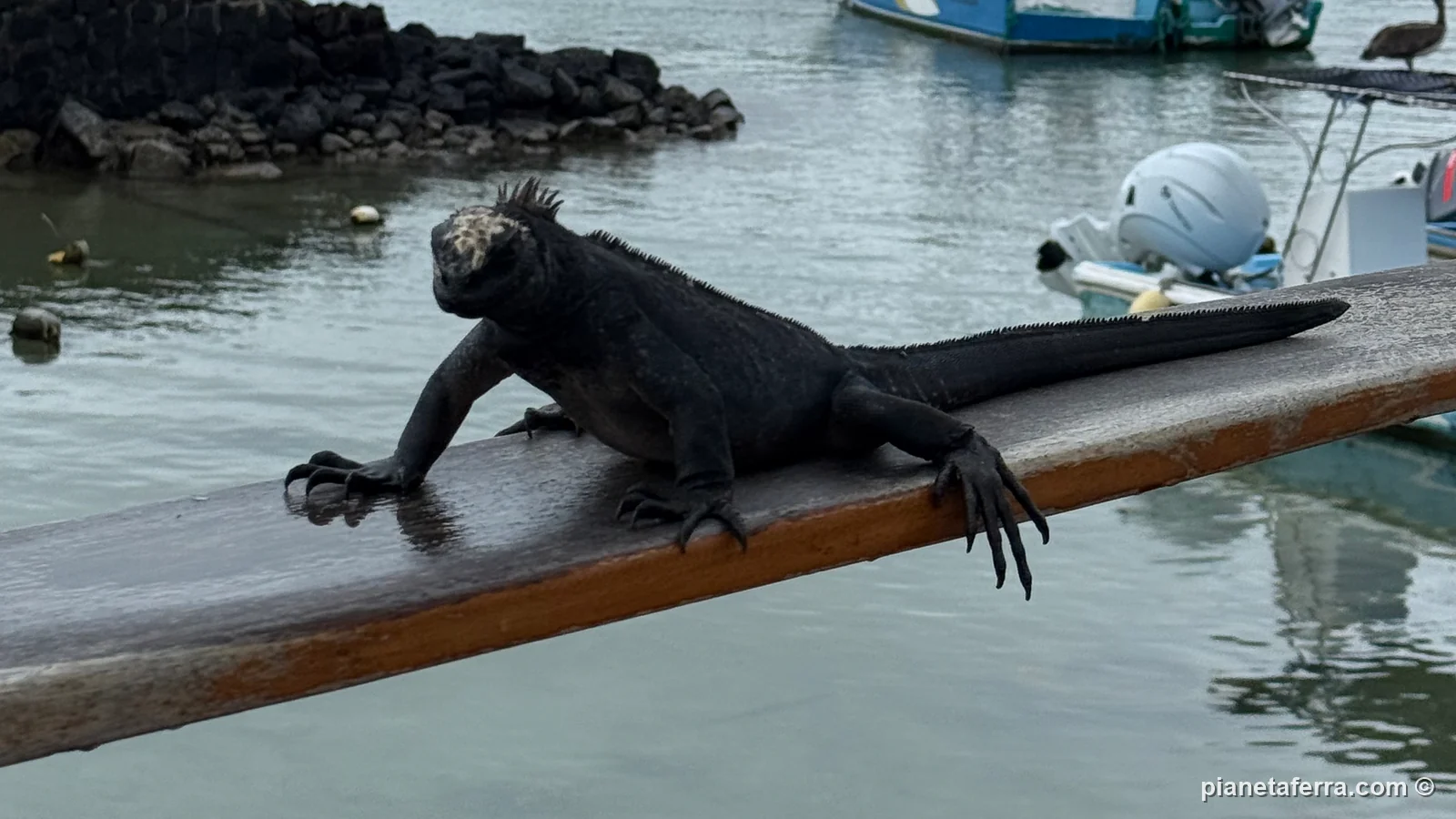 Un'iguana marina su una trave del porto di Puerto Ayora, ad aprile 2025