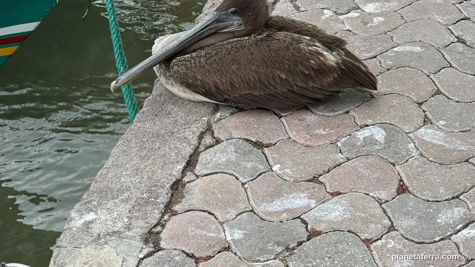 Un pellicano bruno sulla banchina del porto di Puerto Ayora, ad aprile 2025