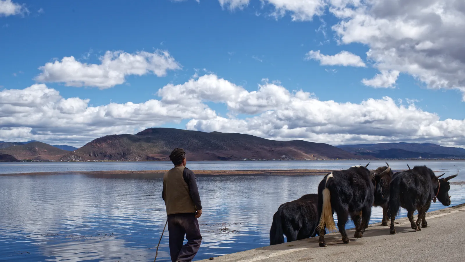 Un pastore con gli yak sulla riva del lago Napa, a Shangri-La