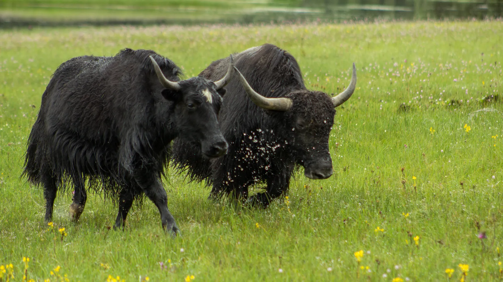 Yak al pascolo sui prati del parco nazionale di Pudacuo