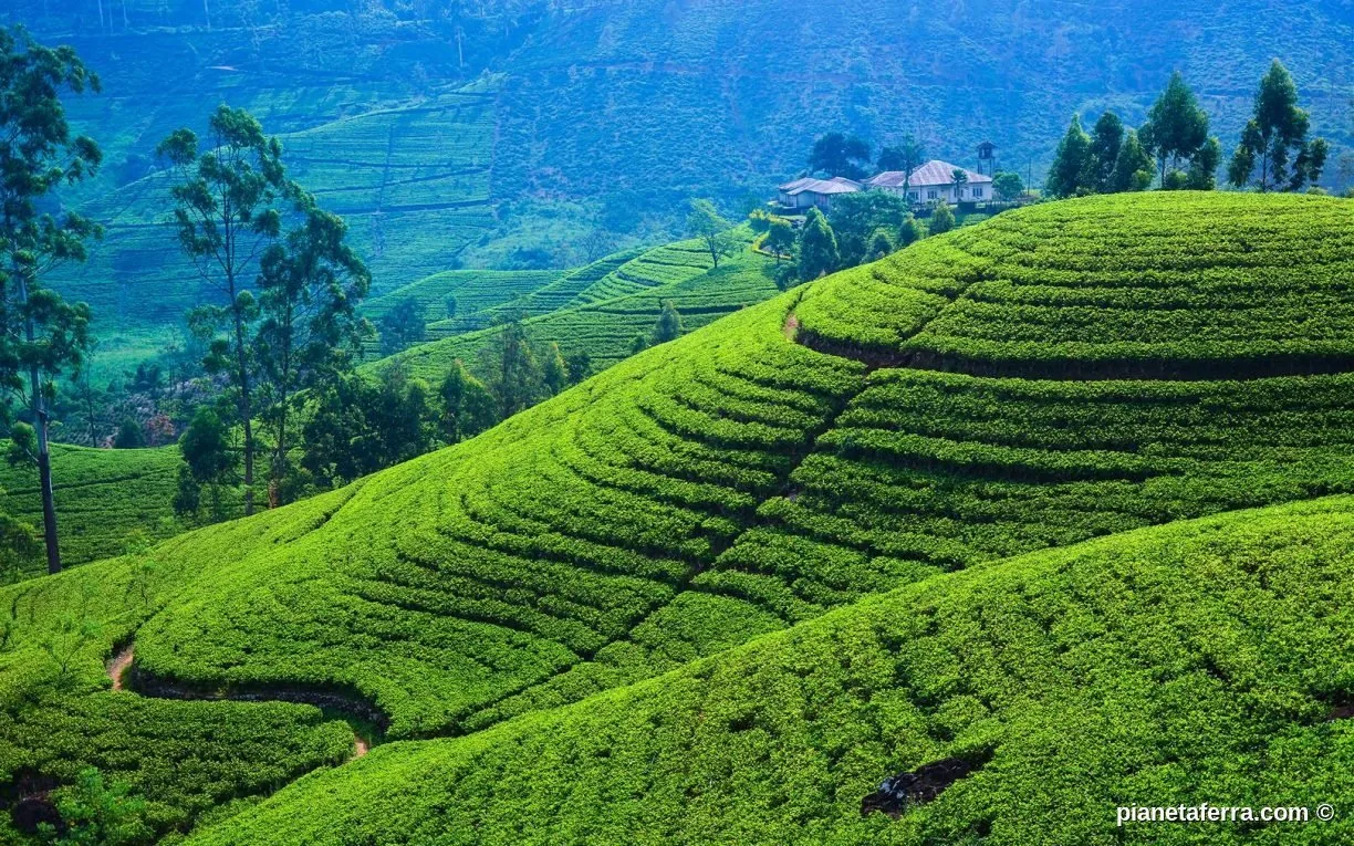 Piantagioni di tè verdissime a Nuwara Eliya, Sri Lanka