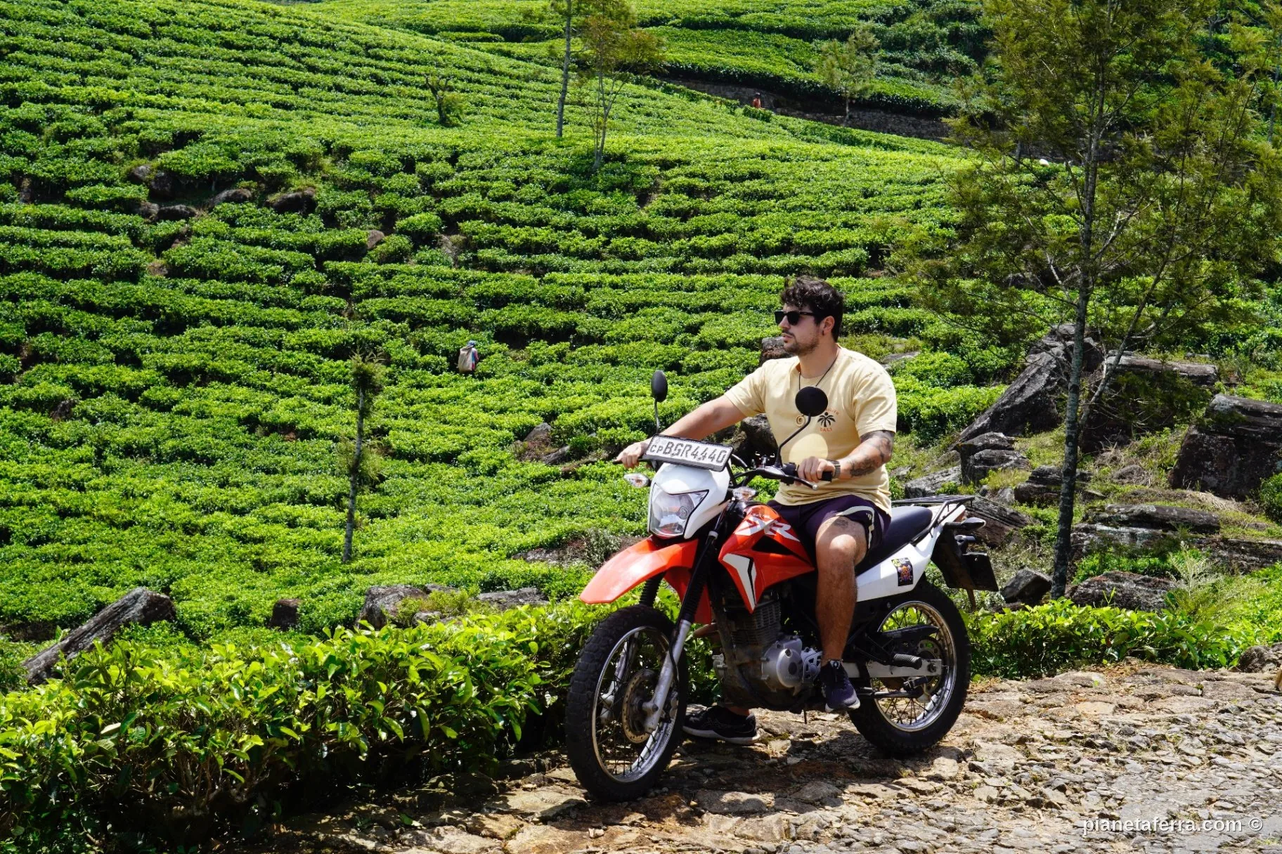 Piantagioni di tè sulle montagne dello Sri Lanka