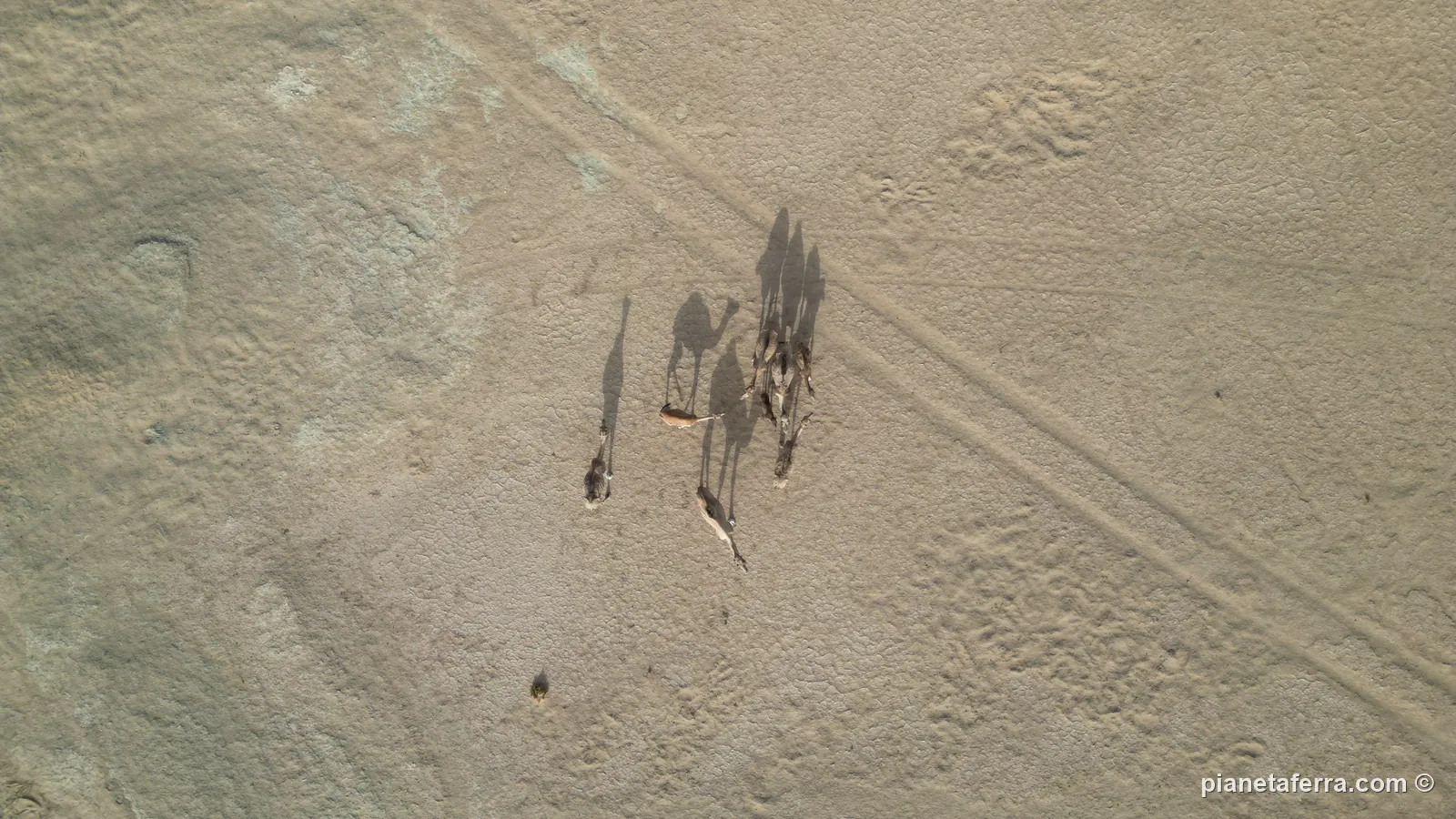 Cammelli nel deserto della Mauritania visti dall'alto con il drone