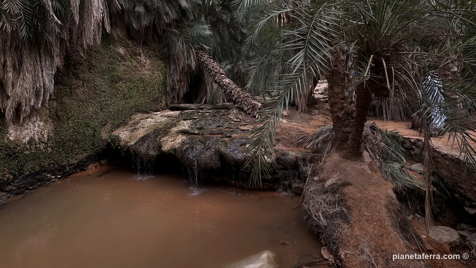 La sorgente e le palme da datteri dell'oasi di Terjit, nell'Adrar mauritano