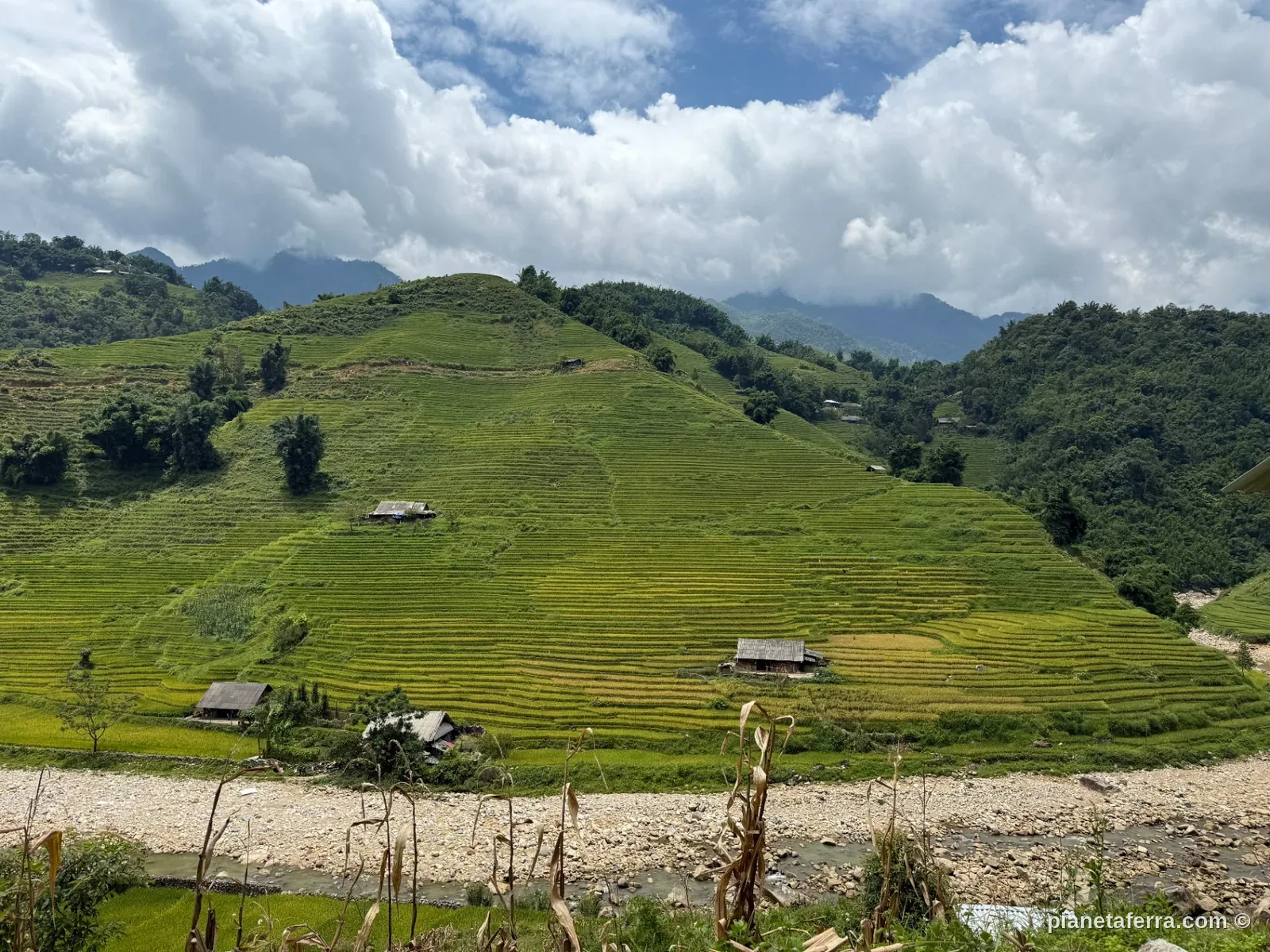 Terrazze di risaie verdi a Sapa, nord del Vietnam