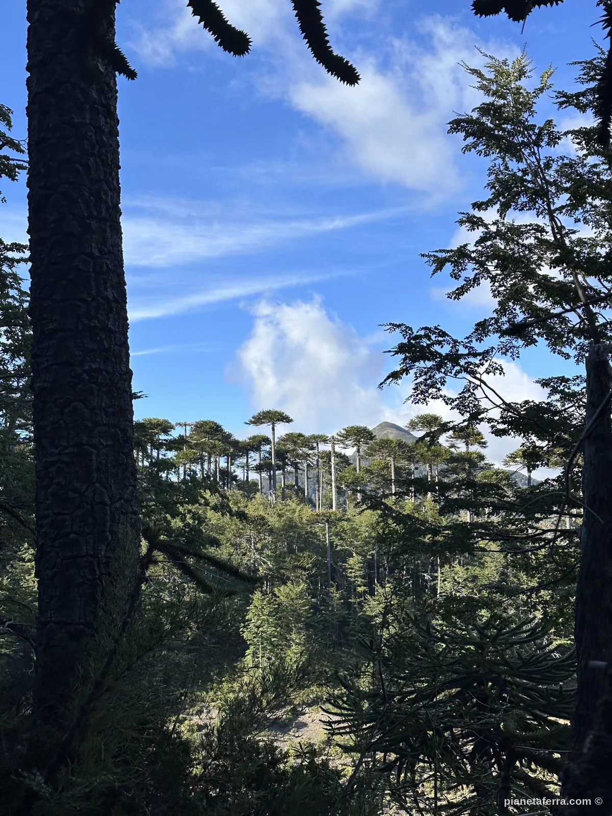 Bosco di araucarie sulle pendici del vulcano Villarrica