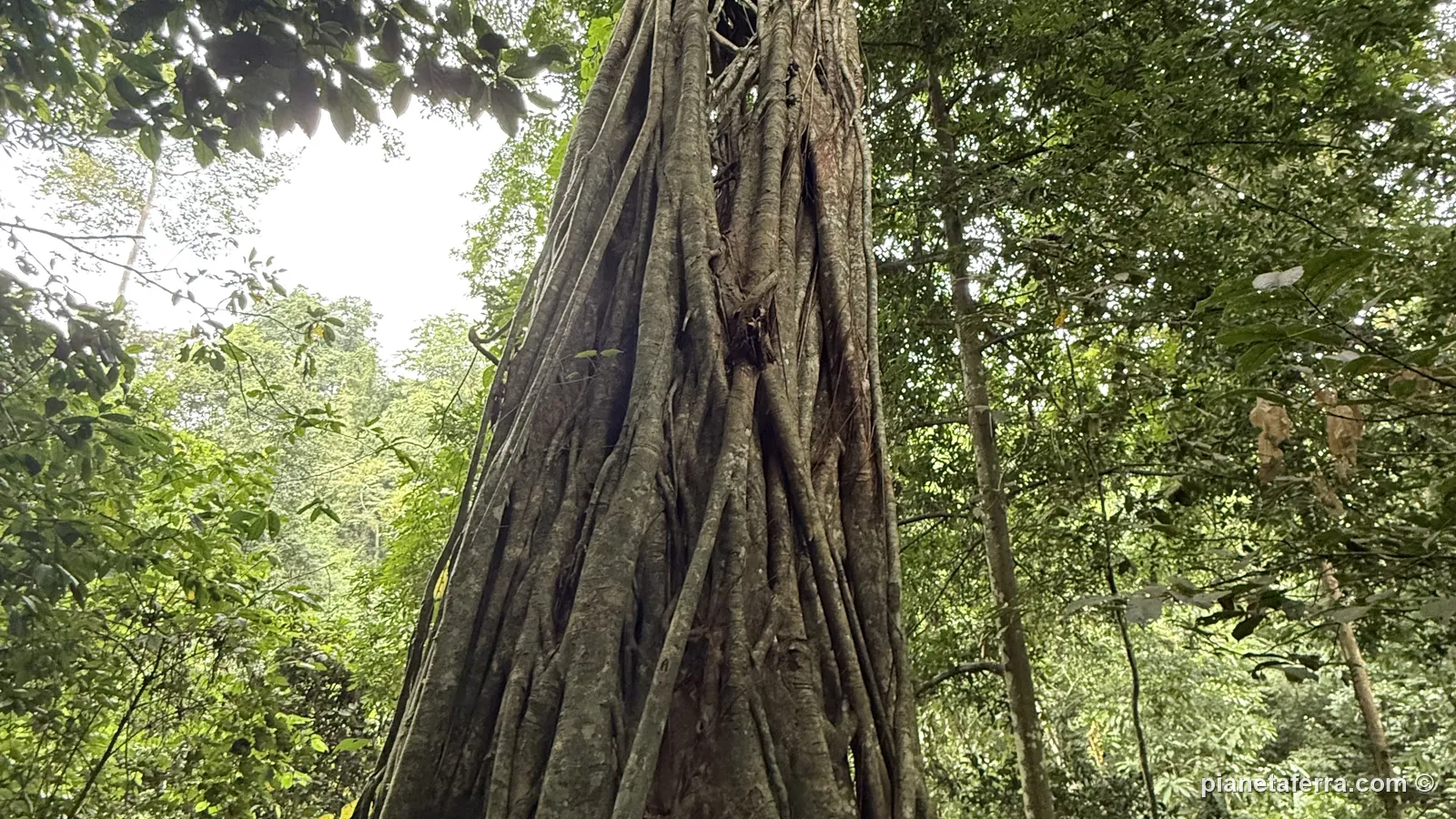 Il tronco di un albero enorme nella foresta del Giardino botanico di Menglun