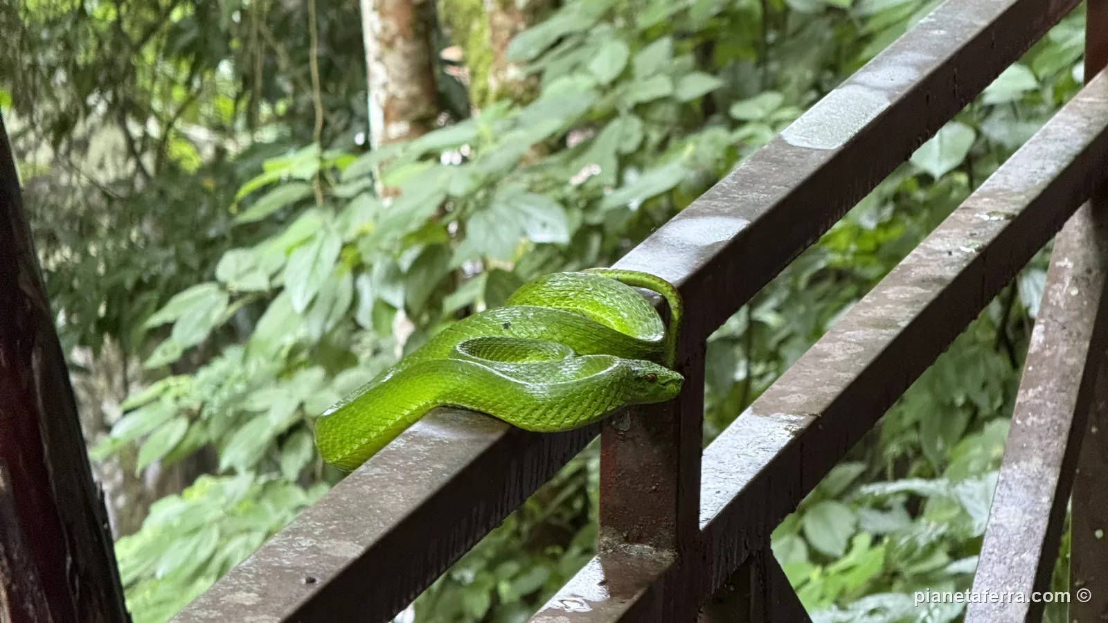Un serpente verde arrotolato sulla ringhiera della passerella nella foresta pluviale di Mengyuan