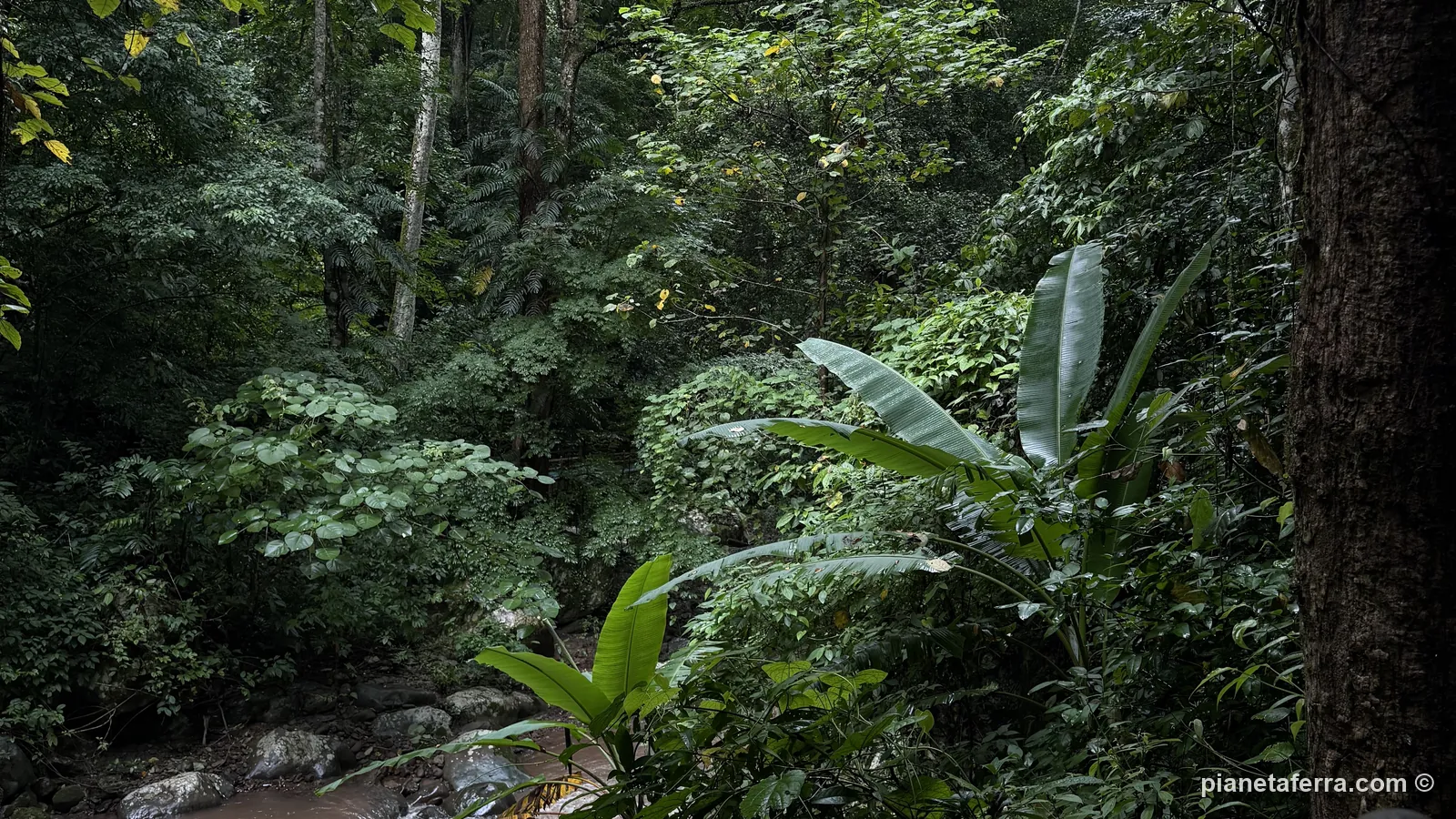 Il sentiero nella foresta pluviale di Mengyuan, a Xishuangbanna
