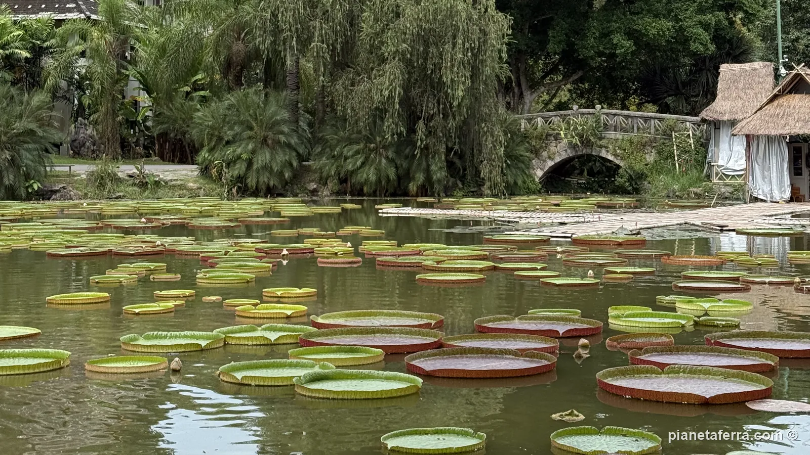 Le ninfee giganti nel Giardino botanico tropicale di Menglun, a Xishuangbanna