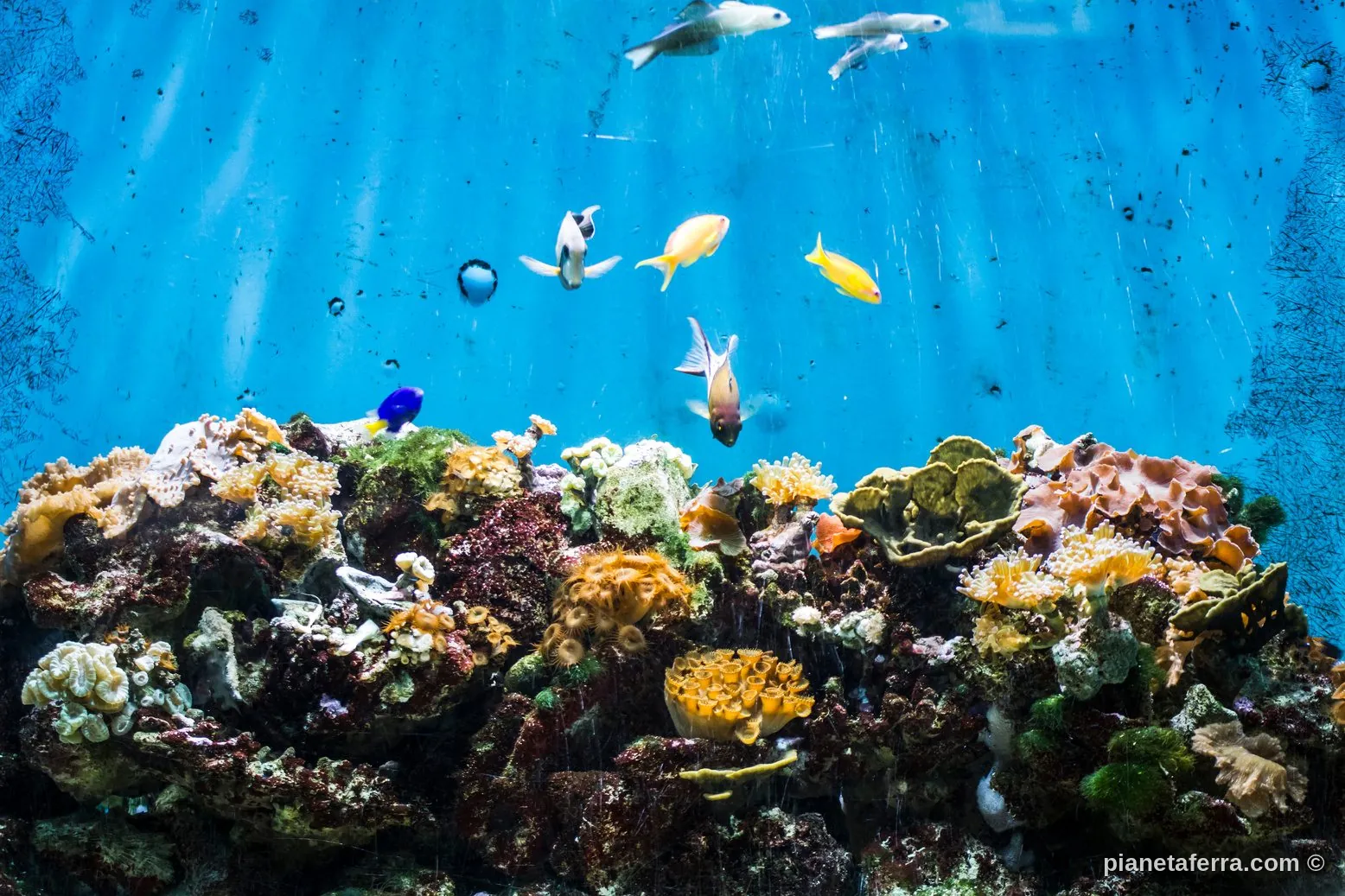 Snorkeling tra i coralli e i pesci tropicali a Lombok