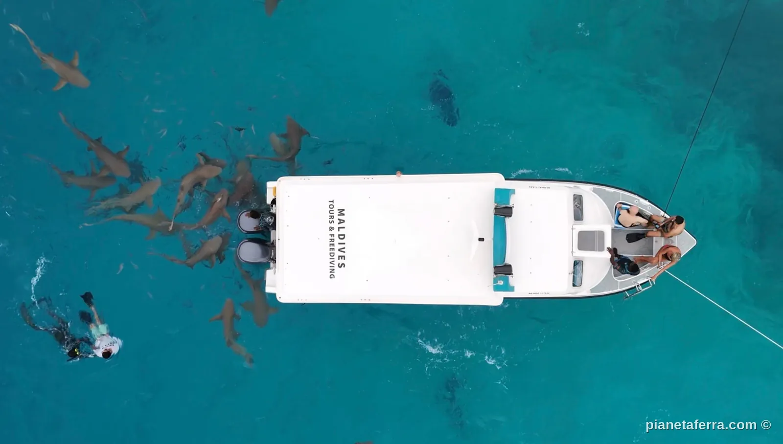 Conchiglia sulla spiaggia delle Maldive
