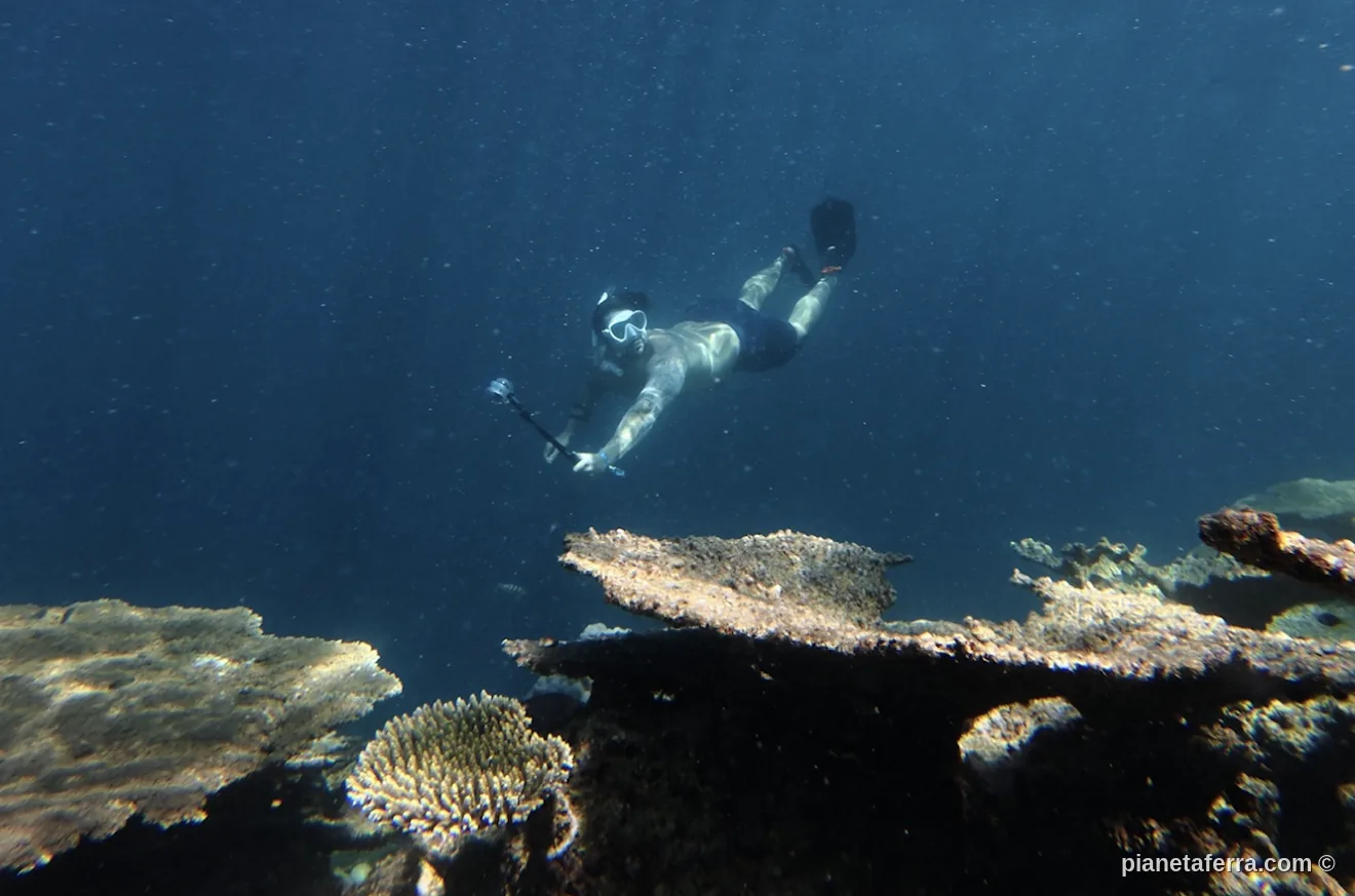 Snorkeling in apnea sul giardino di corallo durante un'escursione alle Maldive