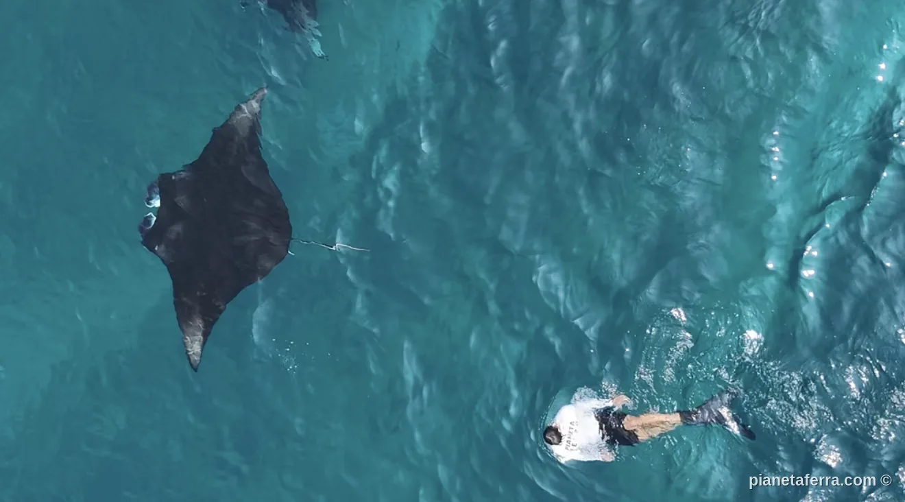 Manta avvistata dal drone durante l'escursione verso South Ari alle Maldive