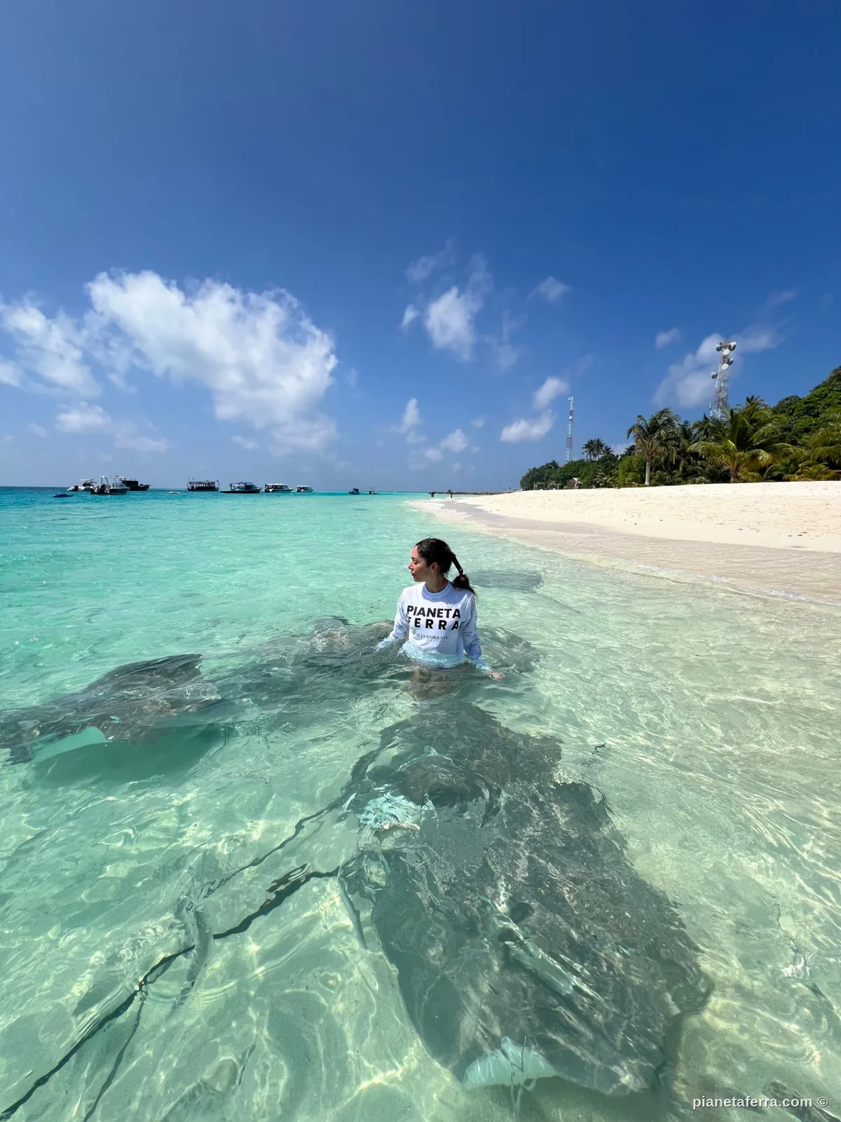Razze che nuotano vicino alla riva su un'isola locale delle Maldive