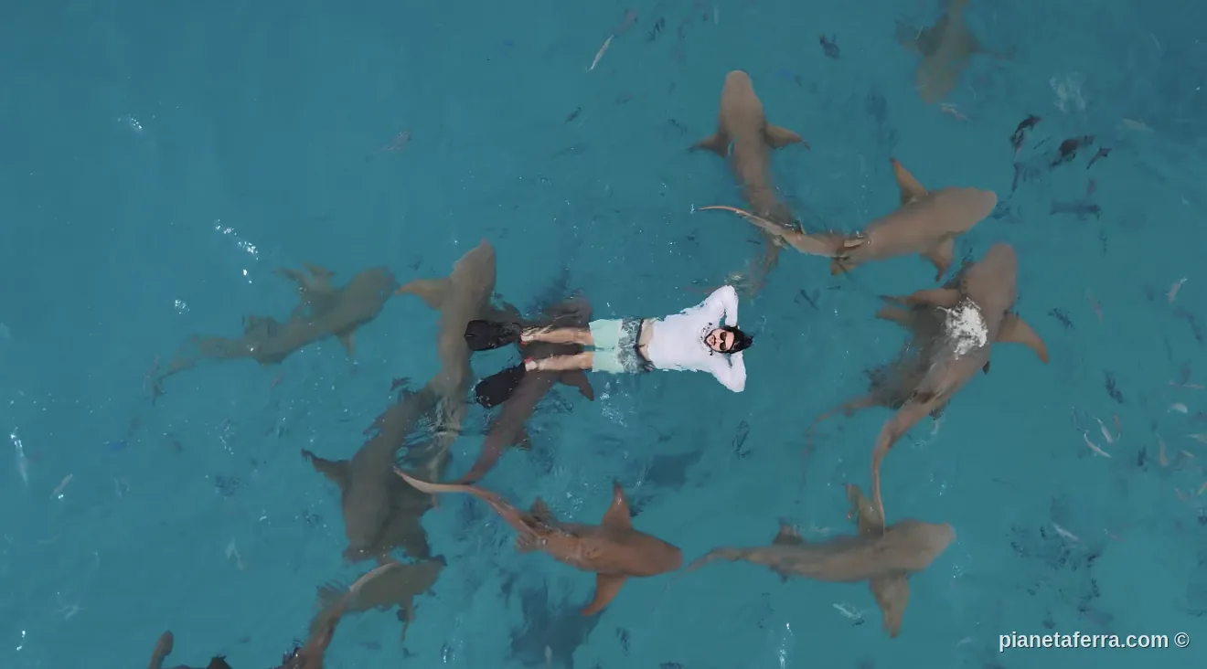 Vista drone dello snorkeling con gli squali nutrice alla Shark Bay delle Maldive