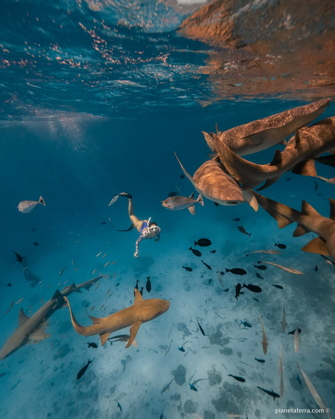 Snorkeling con squali alle Maldive