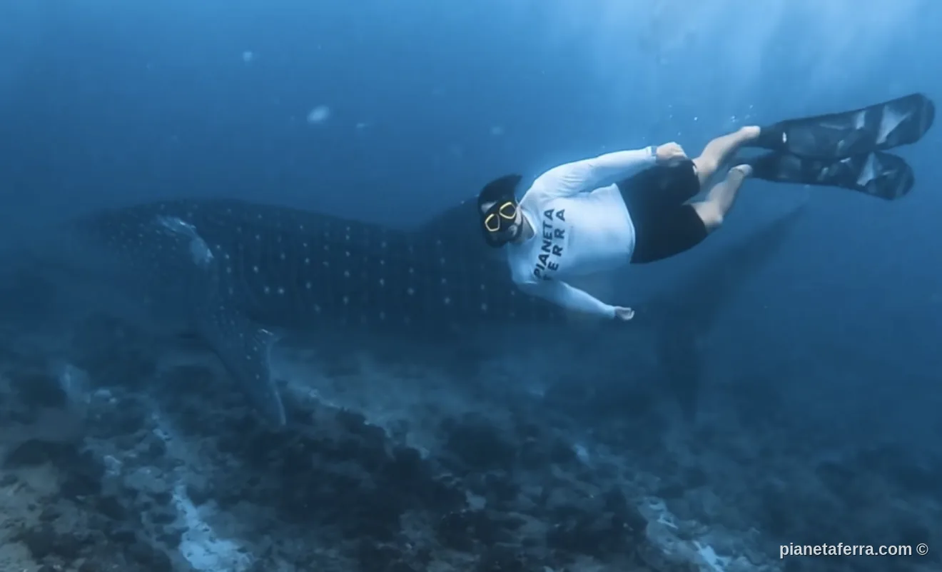 Snorkeling in apnea accanto a uno squalo balena a South Ari, Maldive