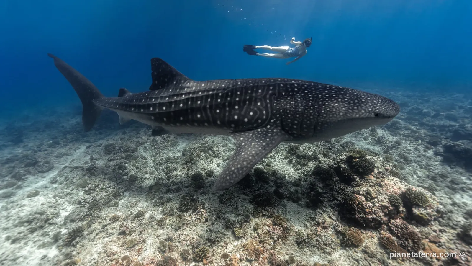 Squalo balena alle Maldive